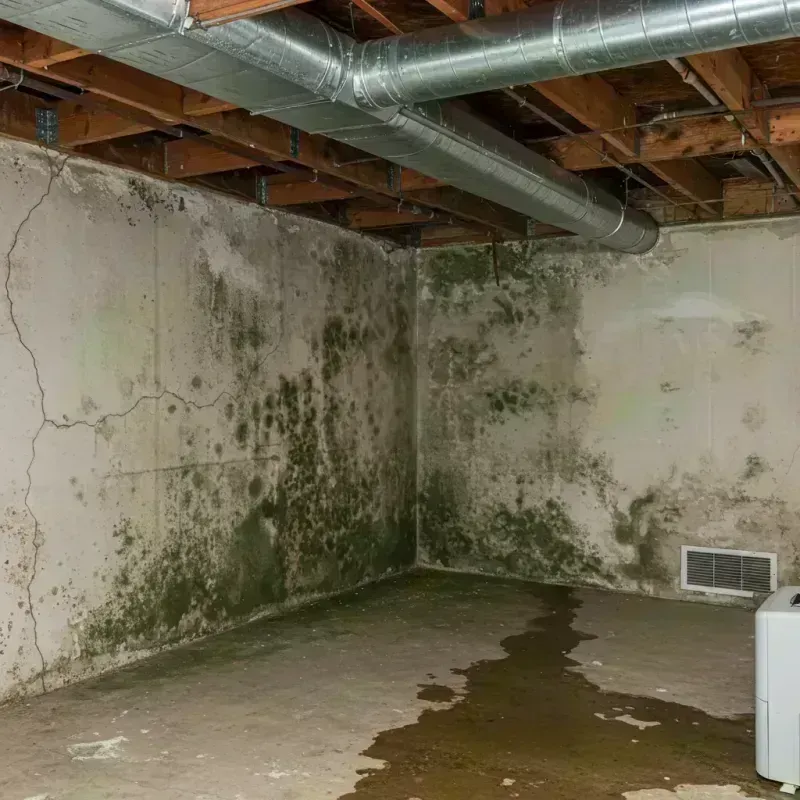 Professional Mold Removal in Huron, OH